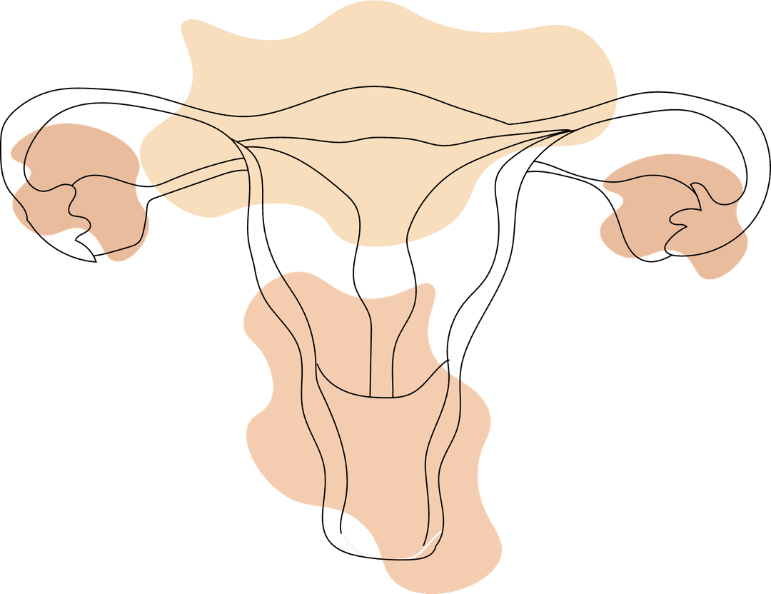 Vaginal ecosystem illustration showing female reproductive system with anatomical line art