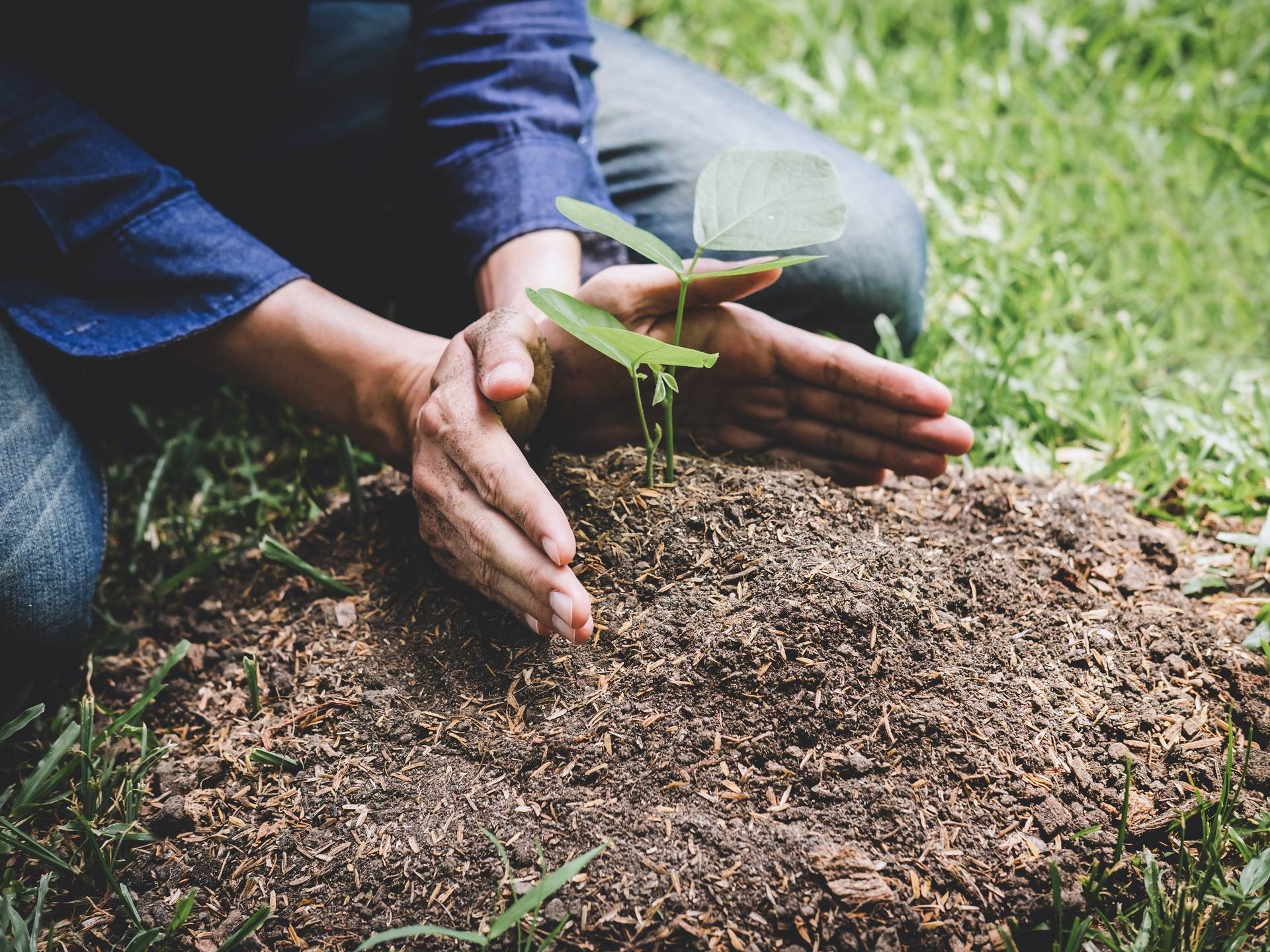 planting in garden